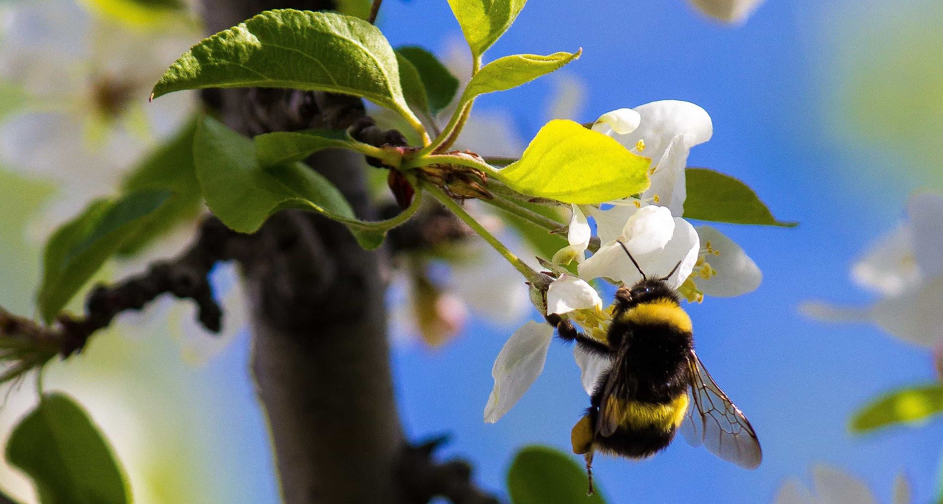 Importancia de los insectos polinizadores - Abeja sobre una flor blanca